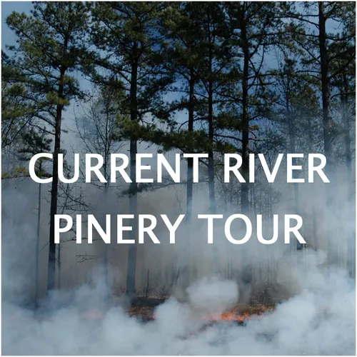 Current River Pinery Tour