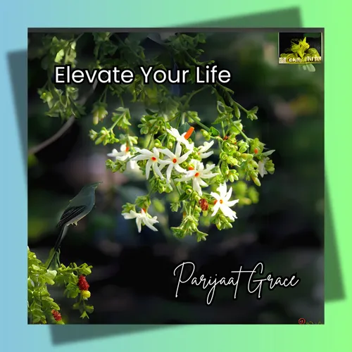 Elevate Your Life