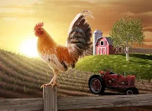 The Rooster and Madmen