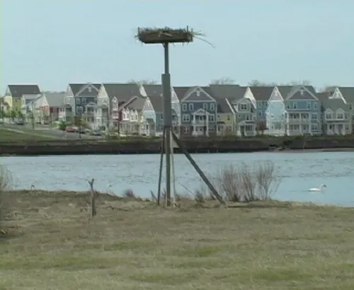 Grannis Island
Birds