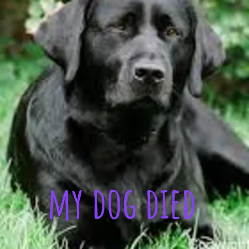 my dog died