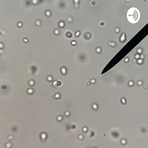 Yeast Reproduction Lab
