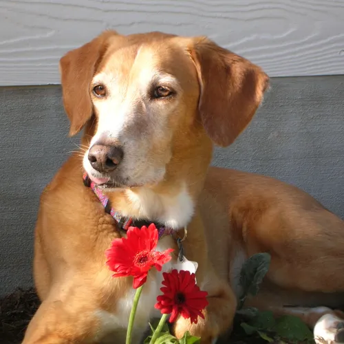 Heart and Paws PawCast