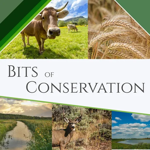 Bits of Conservation