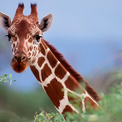 animals