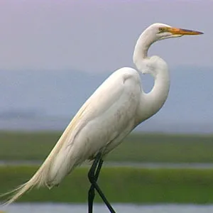 EstuaryLive TV