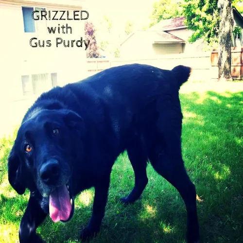 GRIZZLED