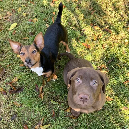 The Olive and Ozzie Too Podcast