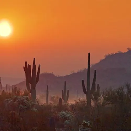 Franck Matthews' Presents:  Desert Winds