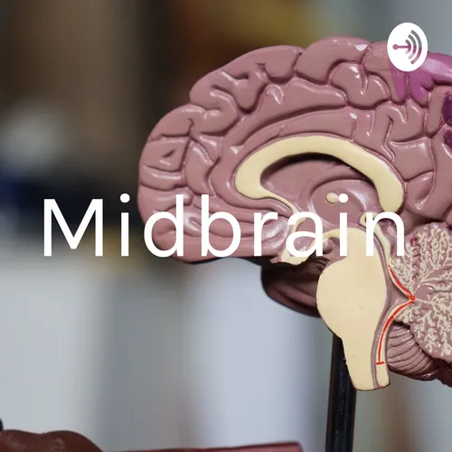 Midbrain