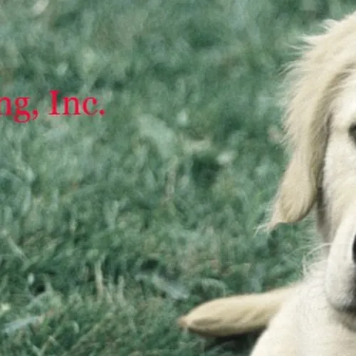 Pawlite Petcast
