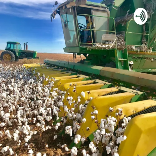 Married to Cotton