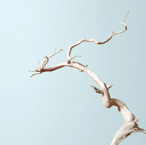 Bonsai Mirai: Asymmetry