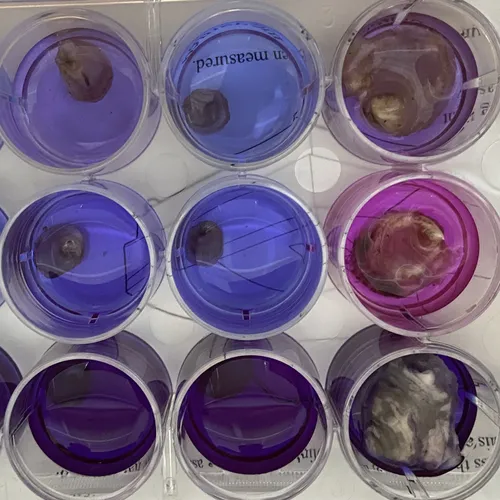 Gene Pooling