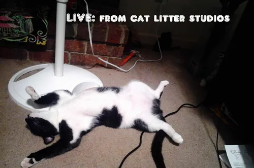 The Cat Litter Studios Podcast