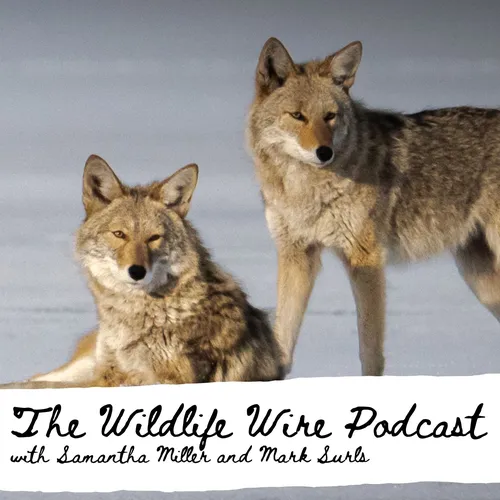 Wildlife Wire