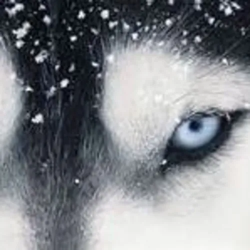 Husky Pride's Podcast