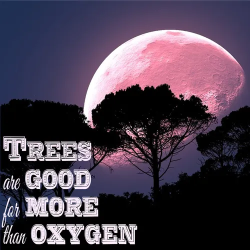 Trees are Good for More than Oxygen