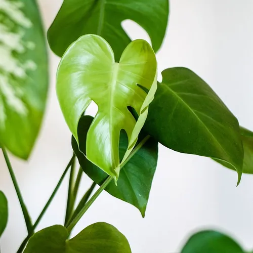 ASpoiledPlant