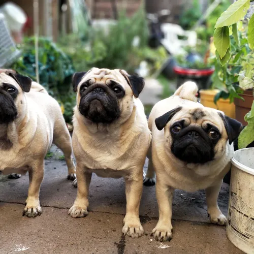 Three smilies