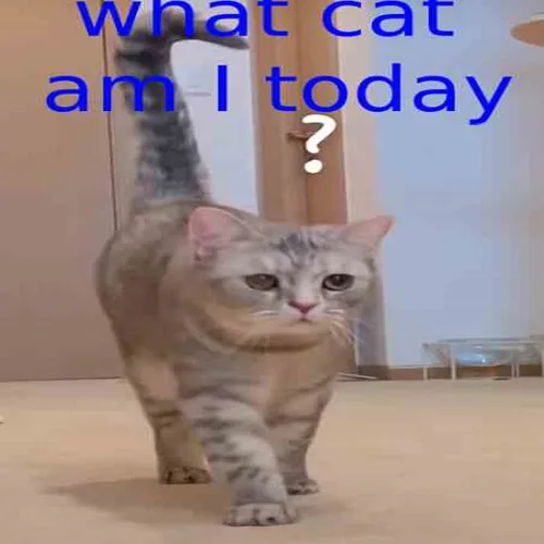 what cat am i today