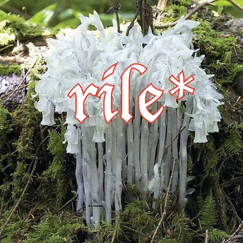 rile* books