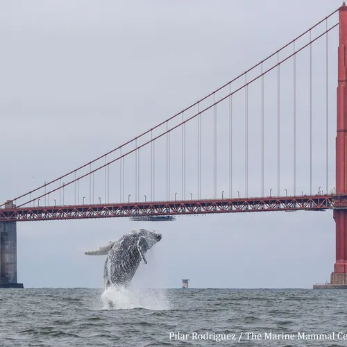 Sentinels of the Sea