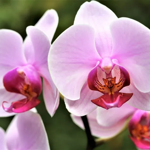 Orchids