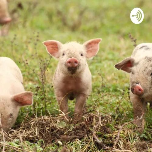 The Pig Tales