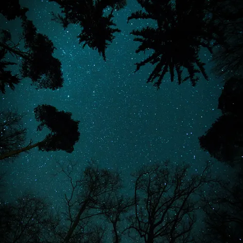 A Night In Nature Podcast