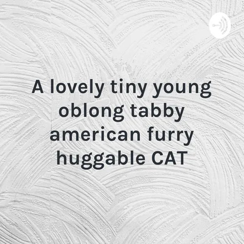A lovely tiny young oblong tabby american furry huggable CAT